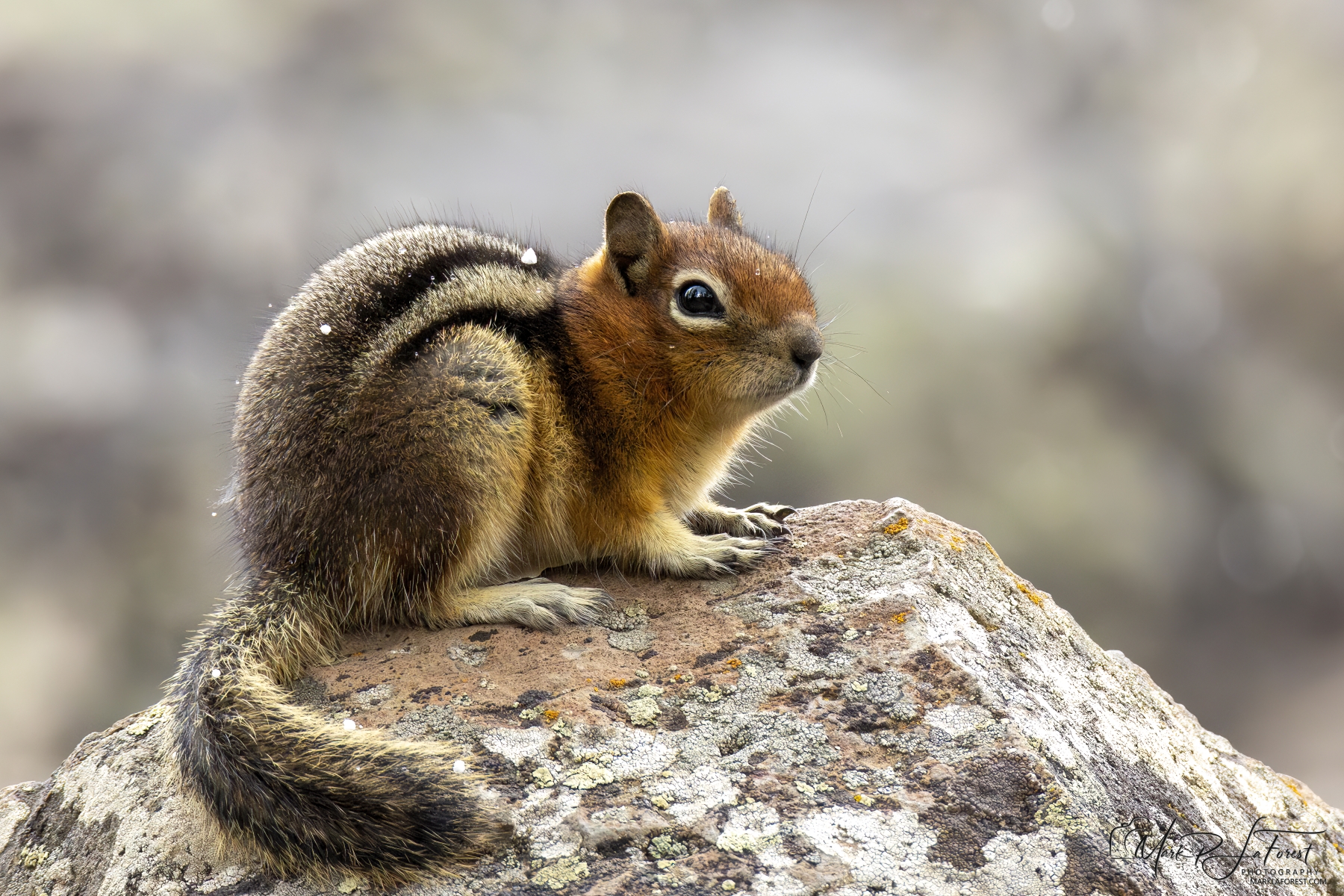 Golden-mantled Ground Squirrel, Yellowstone National Park